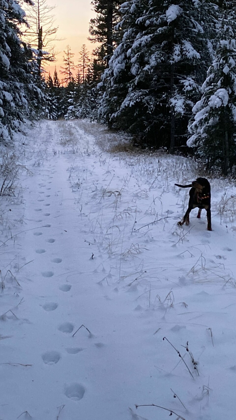SPORSNØ: Kommer det nysnø er kattene i farta, og sporingsforholdene er gode. Her sporer Cole et pumaspor.
