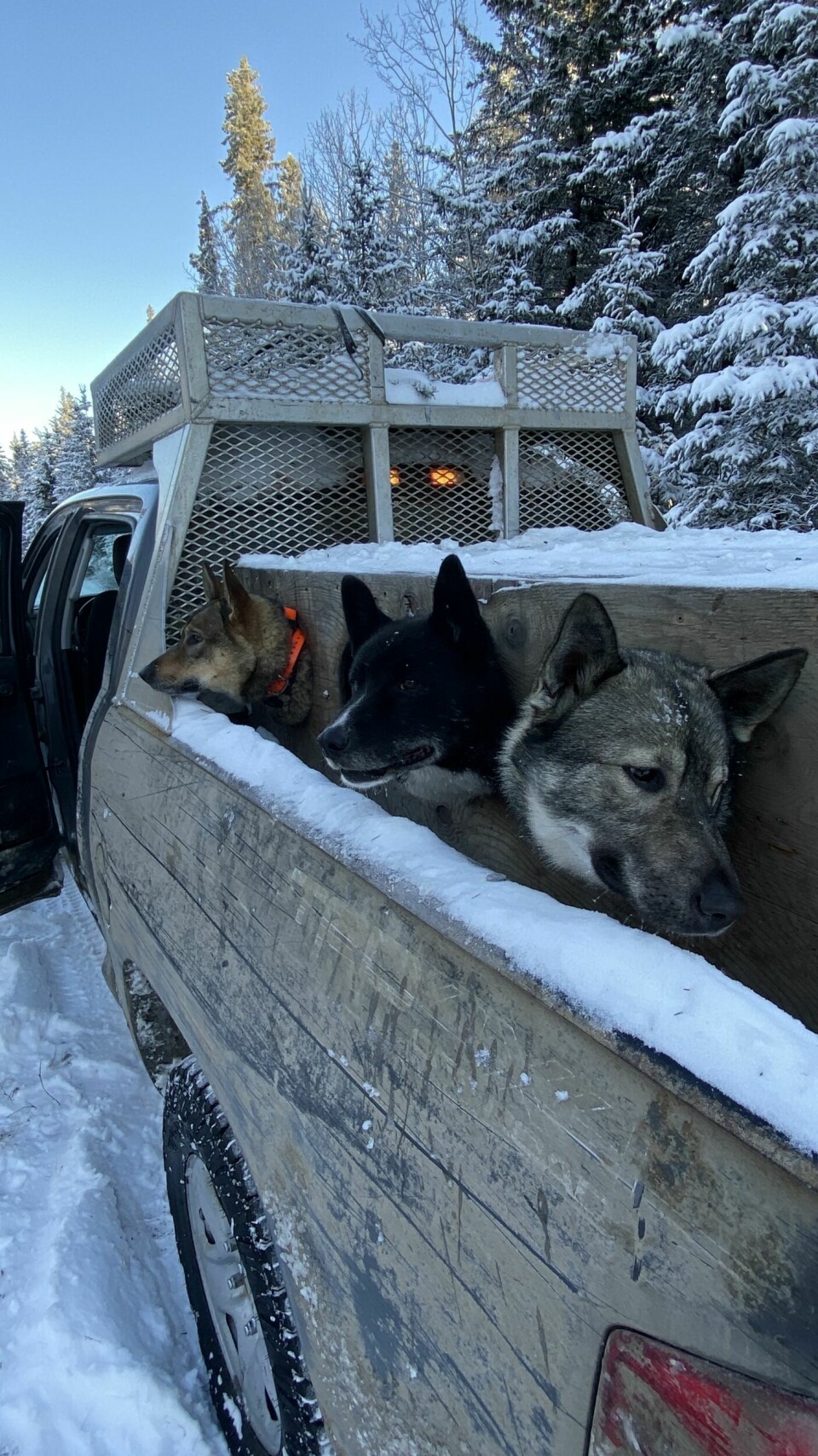 Om jaktaHundeflokken består av både støvere og spisshunder.Ofte følger en sporer med for å hjelpe hundene og passe på med tanke på ulv.Kanadagaupe anses som den mest utfordrende katten å spore, og etterlater lite lukt.Man skyter kun hanner, de fleste hunnene har unger.