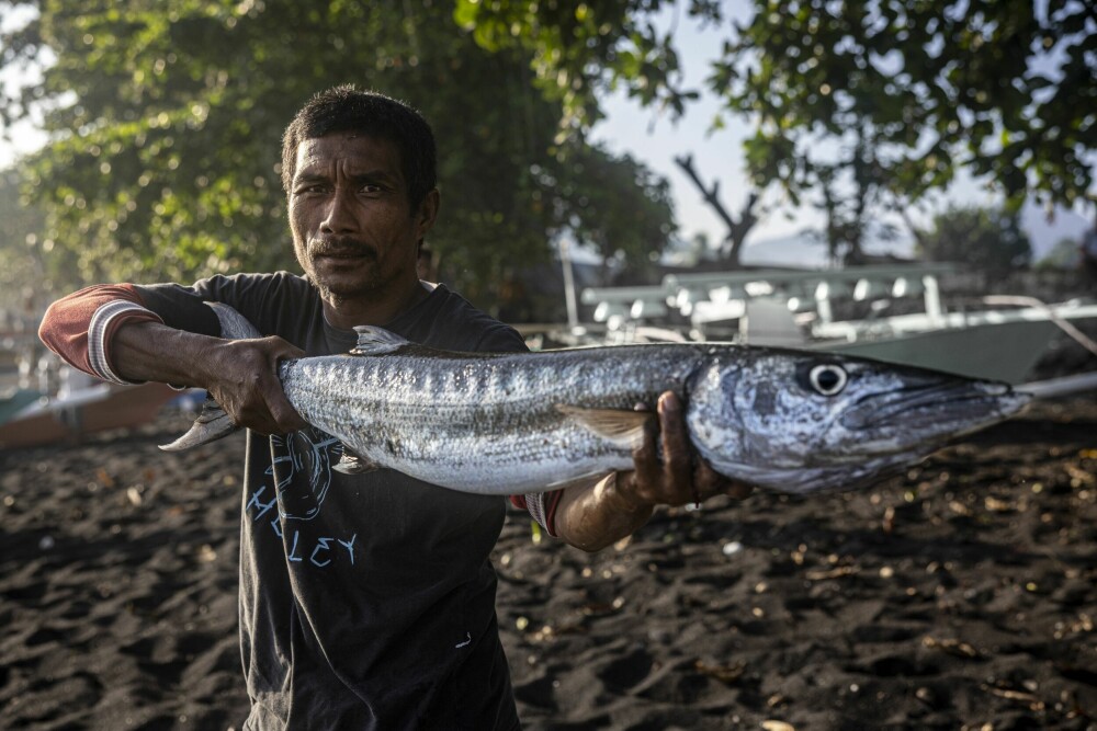 <b>DELINGSØKONOMI:</b> På stranden ved Tangkoko-reservatet deler fiskere gladelig ut fisk til de som hjelper med å bære deres båter inn på stranda. Her viser en av fiskerne frem en nylig fanget barrakuda. Verre er det med plyndrere som bruker falske tsunamivarsler.