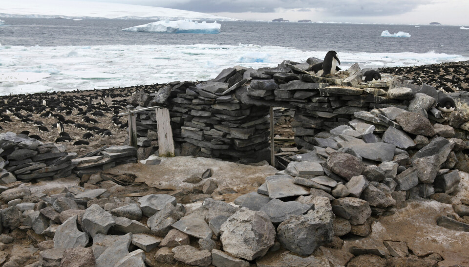 PAULETØYA: Restene av hytta der 20 mann overlevde ni måneder i 1903, godt hjulpet av Larsens ukuelige optimisme.