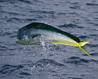 <b>PÅ MENYEN:</b> Einarsen levde på blå dolfinfisk. Etterpå gikk det en stund før han spiste fisk igjen.