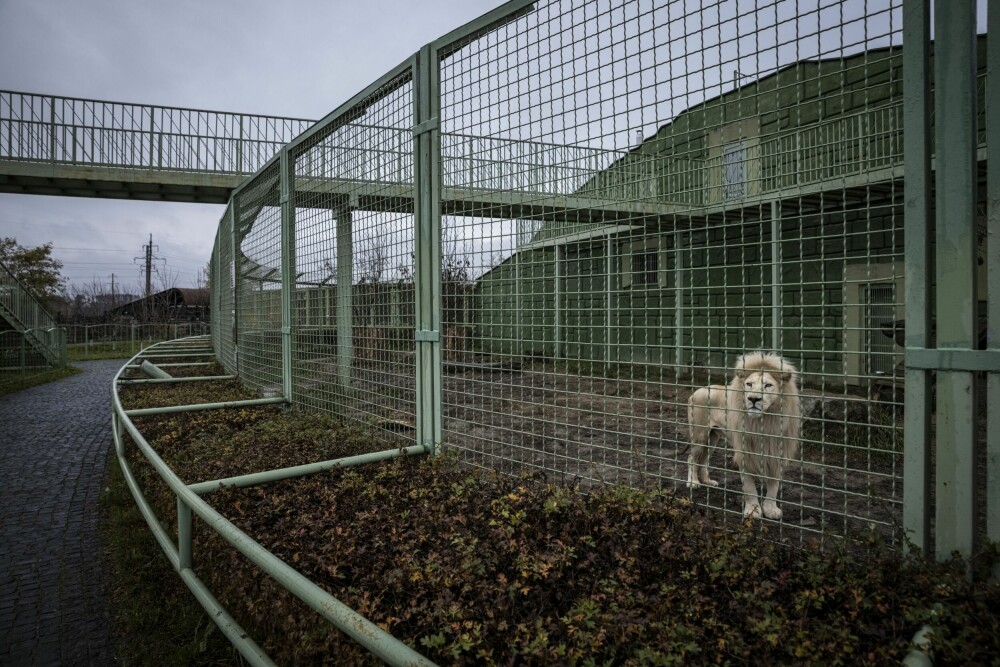 <b>TRAUMATISERTE DYR:</b> En løve står i en innhegning dyreparken i den ukrainske småbyen Demydiv nord for hovedstaden Kyiv. Løven og de fleste andre dyrene er tydelig traumatiserte grunnet skuddveksling og bomberegn etter at Russland invaderte Ukraina.