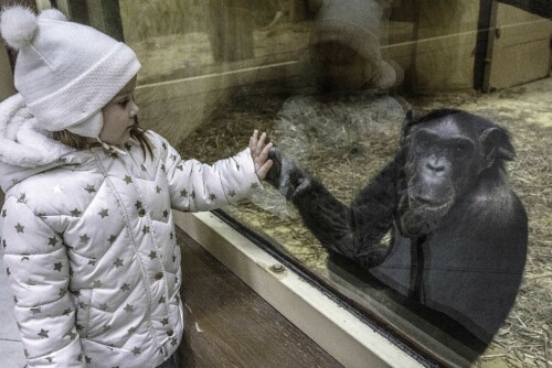 <b>MED SYMPATI FOR HVERANDRE:</b> En liten jente får kontakt gjennom glass­ruten med John, en 18 år gammel sjimpanse i dyreparken XII Months Zoo som ligger nord for Kyiv. Hun og foreldrene var de eneste besøkende akkurat denne dagen. Før russernes invasjon var dyreparken ofte overfylt av besøkende.