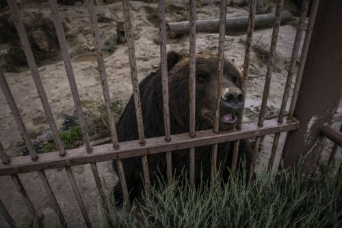 <b>UROLIG:</b> En bjørn vandrer urolig rundt i en innhegning i dyreparken i Demydiv.