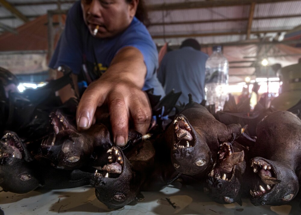 <b>DANDERTE FLAGGERMUS:</b> Nyslaktede flaggermus er igjen etterspurt vare på dyremarkedet i Tomohon, Sulawesi.