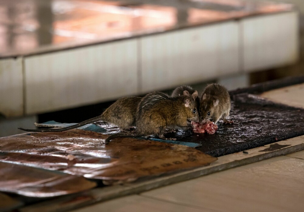 <b>RESTEFEST:</b> Rotter nyter også dette markedet der kjøttslintrer og annet avfall havner under salgsbordene. Men selv om rotte-kjøtt for noen er øverst på «det-beste-kjøttet»-lista, så spiser ikke folk disse rottene, men rotter fra rismarkene.