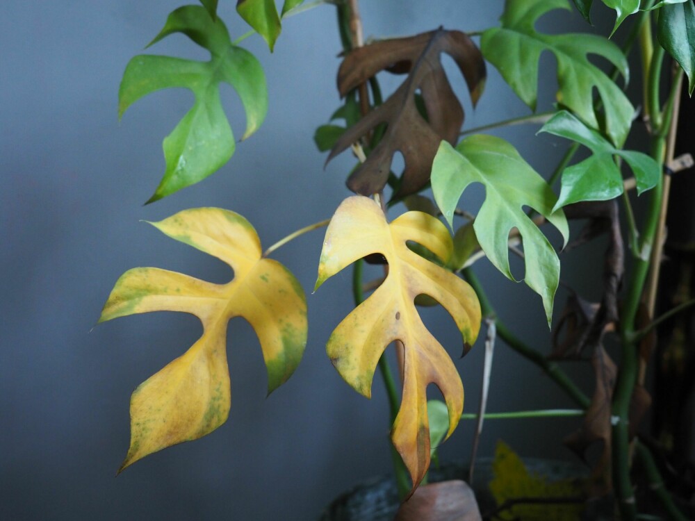 Mange planter lider under mørketiden, og gule blader kan være et tegn på lysmangel. Plasser planten nærmere vinduet, eller suppler med ekstra vekstlys for å sikre god utvikling av nye blader.