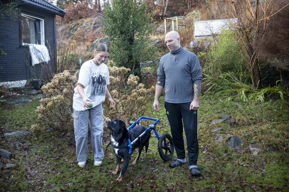 <b>RULLESTOL:</b> Aurora og Daniel er med Ravn for tilvenning av rullestol i hagen. Ravn har tatt omstillingen lett og er den samme glade hunden.