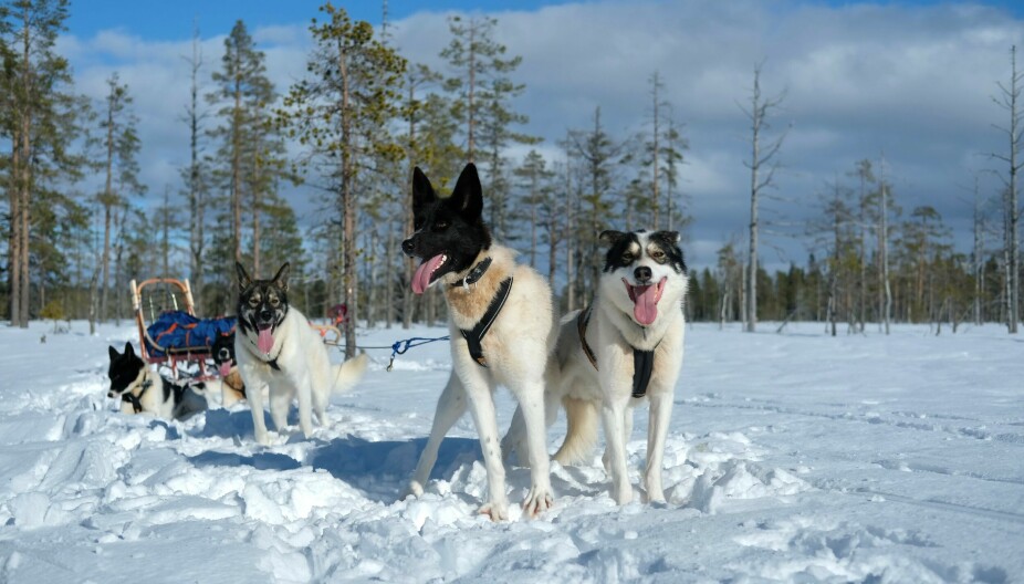 HUSKY: Kjæresteparet har seks alaska husky hunder som de også bruker til hundekjøring.