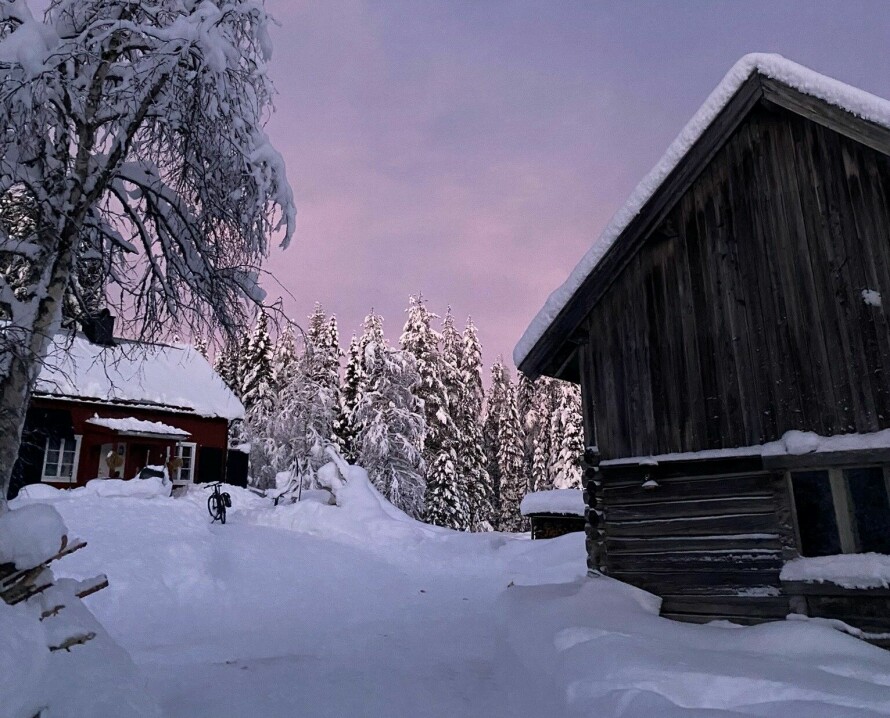 HUSET OG LÅVEN: Huset ligger pent til i skogen, med skogen som nærmeste nabo.