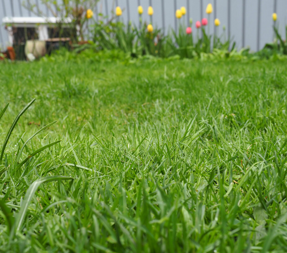 STELL GRESSET: Med litt stell og varme kan gresset blir grønt og fint i løpet av noen herlige maidager. Klippes det ofte, vil gressplantene bli mer robuste og tette fra roten. Når veksten er i gang, kan du begynne å gjødsle jevnlig utover sommeren.