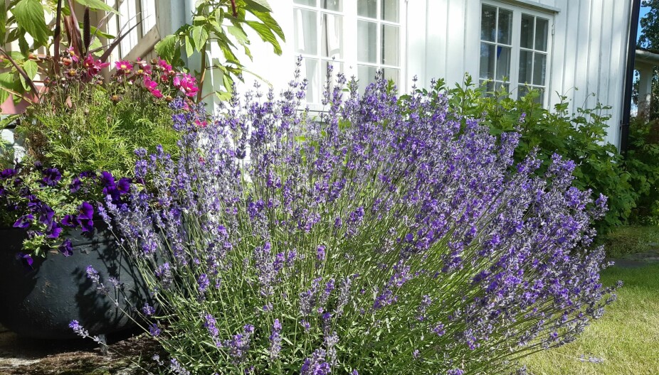 LAVENDEL: Lavendel er en velduftende staude/halvbusk med aromatisk bladverk som også sitter på om vinteren.