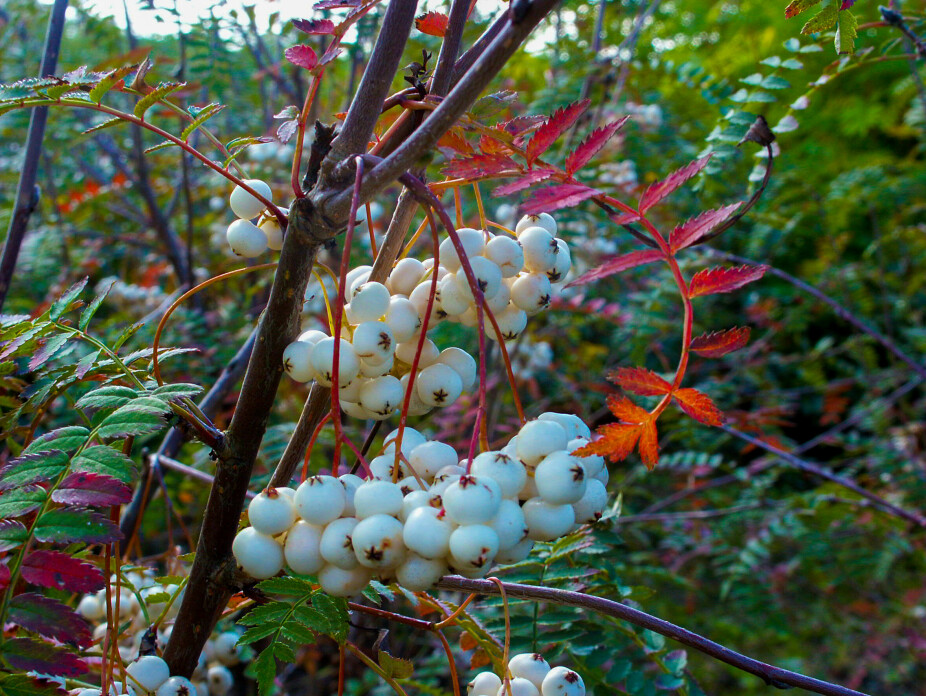 HVITROGN: hvitRogn Sorbus frutescens 'Ås'E. Denne kan du ta med på fjellhytta opp til tregrensen.