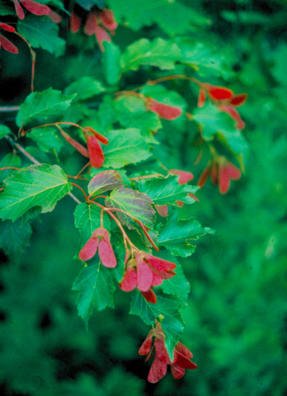 TATARLØNN: Tatarlønn Acer tataricum 'Falun'E, gir farge mot en grønn skogsbakgrunn. Med makshøyde 5–7 meter tar det ikke for stor plass.