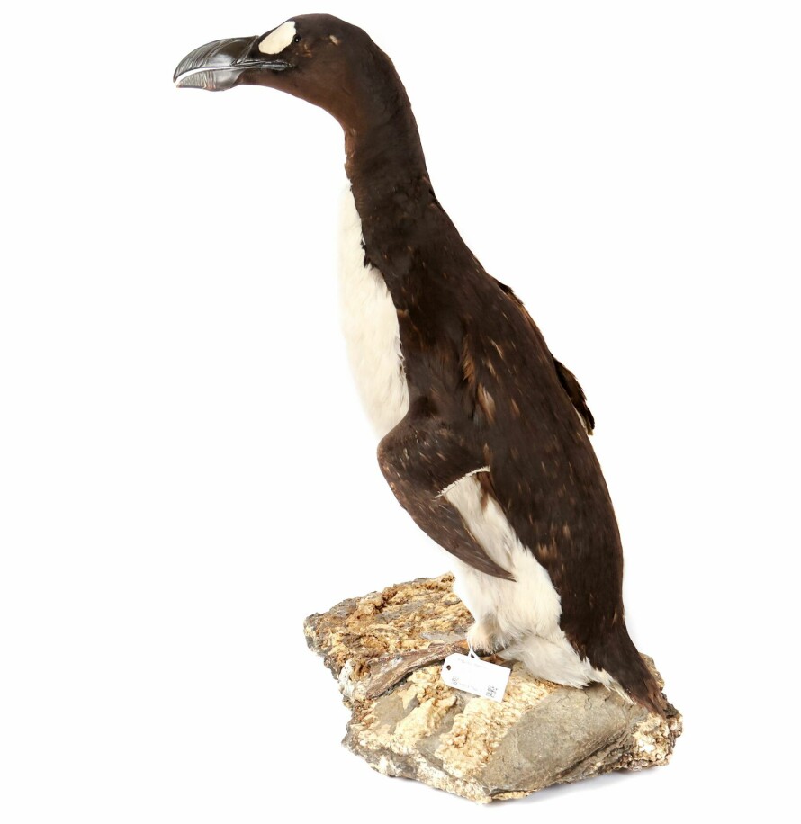 GEIRFUGL: Utstoppet geirfugl fra Zoologisk Museum i Oslo.