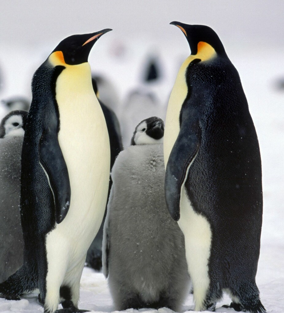 <b>NAVNEBRØDRE:</b> Pingvinene ble kalt pingviner etter geirfuglen, som ble kalt for penguin. Bildet viser keiserpingviner med unge.