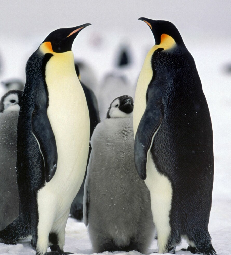 NAVNEBRØDRE: Pingvinene ble kalt pingviner etter geirfuglen, som ble kalt for penguin. Bildet viser keiserpingviner med unge.
