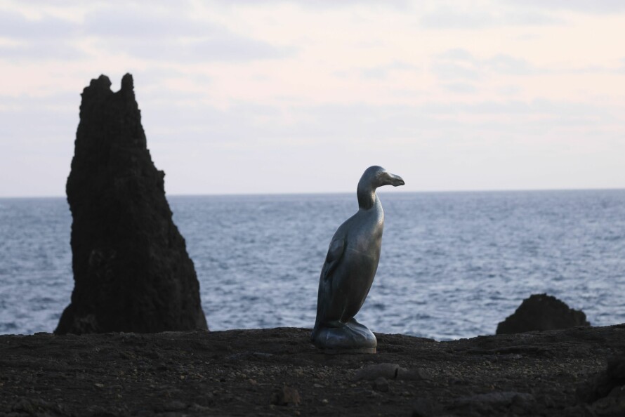 MODELL: Modell av geirfugl på Reykjaneset, Island.