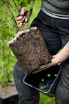 Plant dine egne bærbusker: Husker du dette, vil buskene vokse bedre - Hage