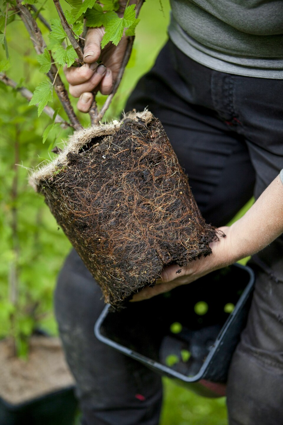 SLIK PLANTER DU BÆRBUSKENE:1. Sjekk om planterøttene er friske før du planter. Vokser de i ring, må du løsne dem forsiktig fra hverandre før du setter rotklumpen i bakken.