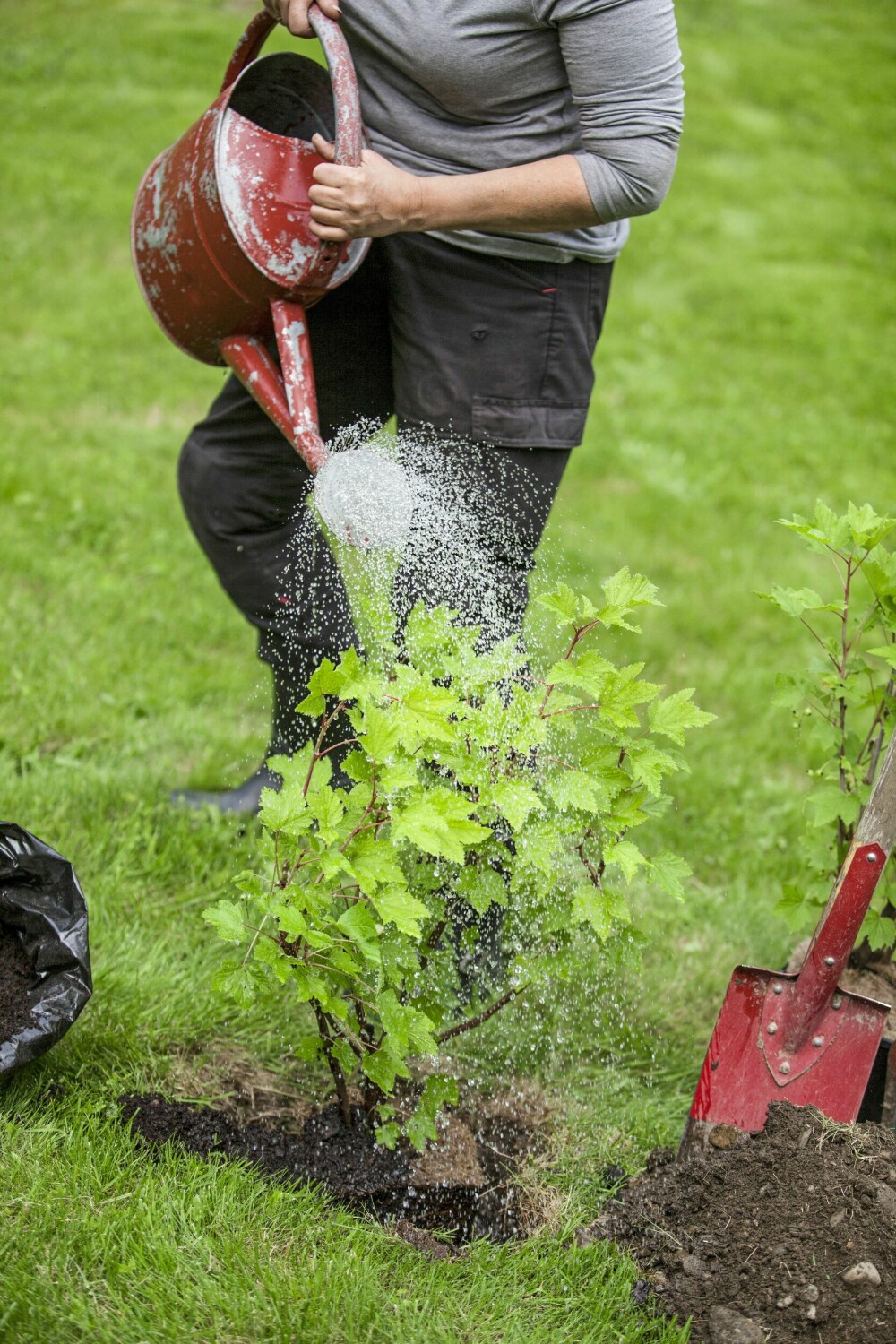 STEG 3: Fyll inntil jord og tråkk forsiktig til rundt rotklumpen, og vann godt i plantehullet, selv om klumpen er godt gjennomfuktet. Følg opp med vanning og sørg for at gresset ikke vokser helt inntil, og dermed stjeler både vann og næring.