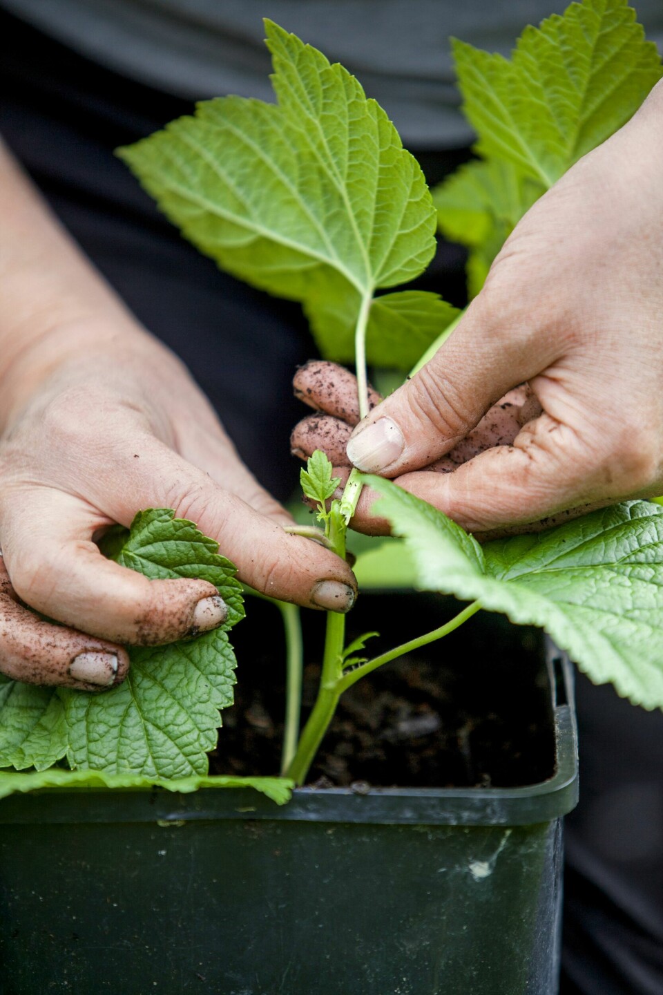 KUTT UNDER BLADFESTE: Spenstige sommerskudd kan kuttes rett under et bladfeste, for så å vokse til nye små busker. Knipes toppen av stiklingen, vil den ikke tørke like mye ut før skuddet stikkes godt ned i en potte med ny, frisk jord. Husk å vanne!