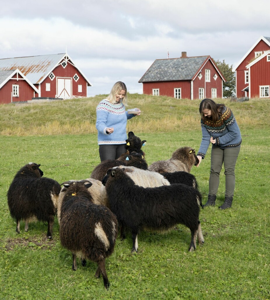 FORPAKTERE: Sissel Katrine Hole (t.v.) og Wenche Jarlesdottir Hole tok over som forpaktere av Tranøya prestegård i 2019. I tillegg til å drive turistdestinasjon, har de ansvar for gårdsdrift og sauehold.