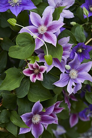 Blomstrende klematis klatrer villig og vakkert på riktig vegg eller ­stativ, perfekt for den romantiske hagen.