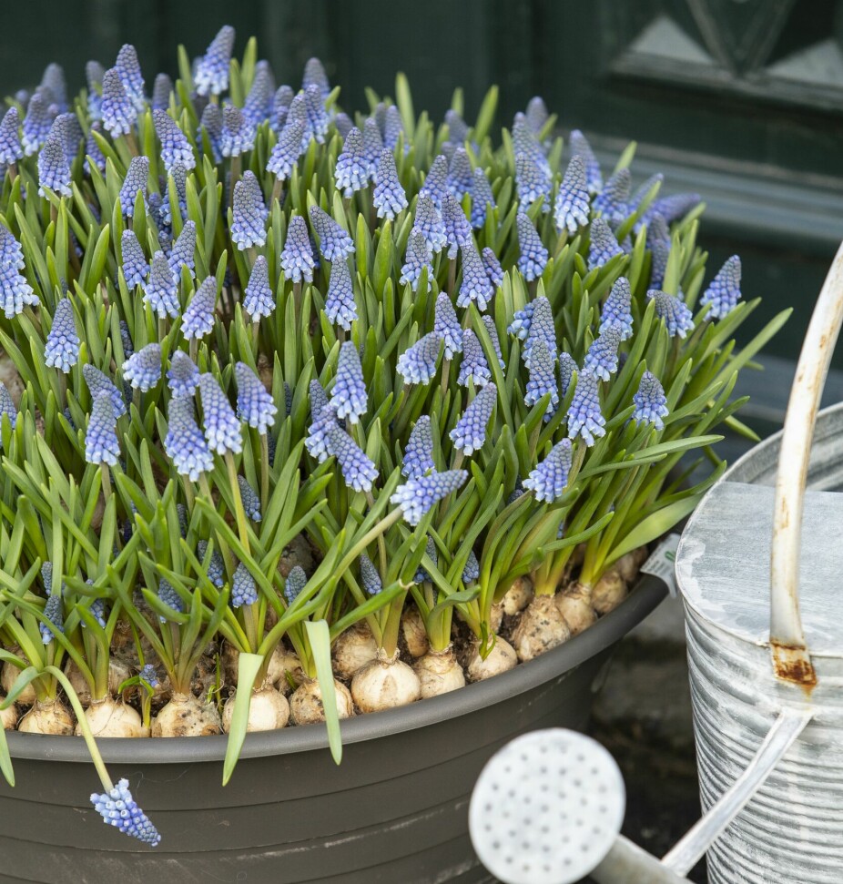 Perleblomster er mest kjent i den sarte blå­tonene, men kommer også i hvitt – de er ofte til salgs litt senere i sesongen.