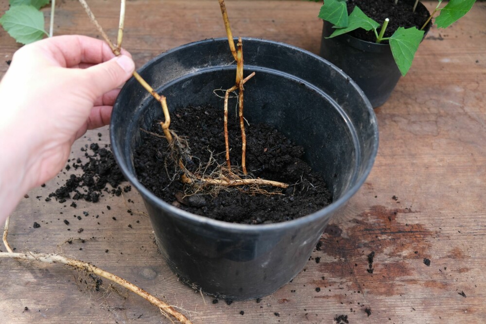 <b>LAG NY PLANTE:</b> En gammel skjærsminbusk kan gi flere nye planter på 1-2-3. En vanlig stikling, eller et lite rotskudd, vokser fort opp til å bli en stor busk som kan gi glede til flere generasjoner.