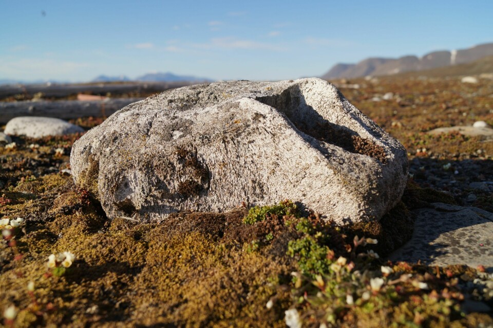 KNOKLER: Ofte finner vi gamle knokler og hodeskaller nær fjæra.