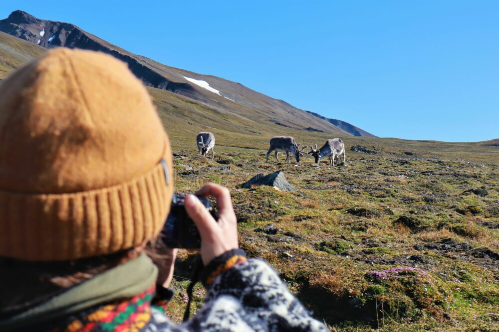 <b>IKKE REDDE:</b> Reinsdyrene på Svalbard er ikke særlig lettskremt, uten arvede fryktinstinkter ovenfor mennesker.