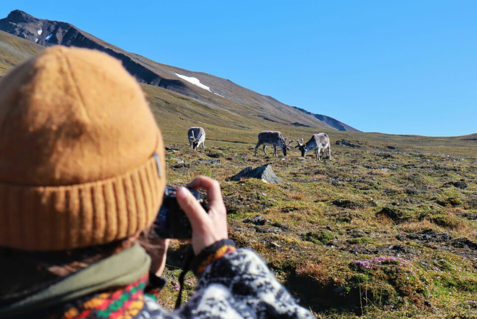 IKKE REDDE: Reinsdyrene på Svalbard er ikke særlig lettskremt, uten arvede fryktinstinkter ovenfor mennesker.