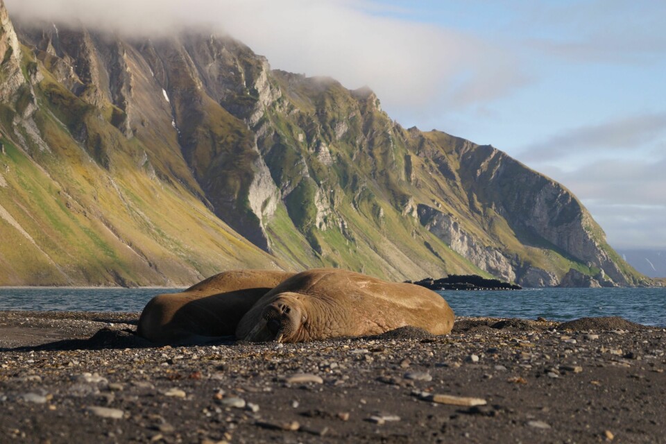 HVALROSS: To dorske hvalrosser nyter livets glade dager i Bellsund.