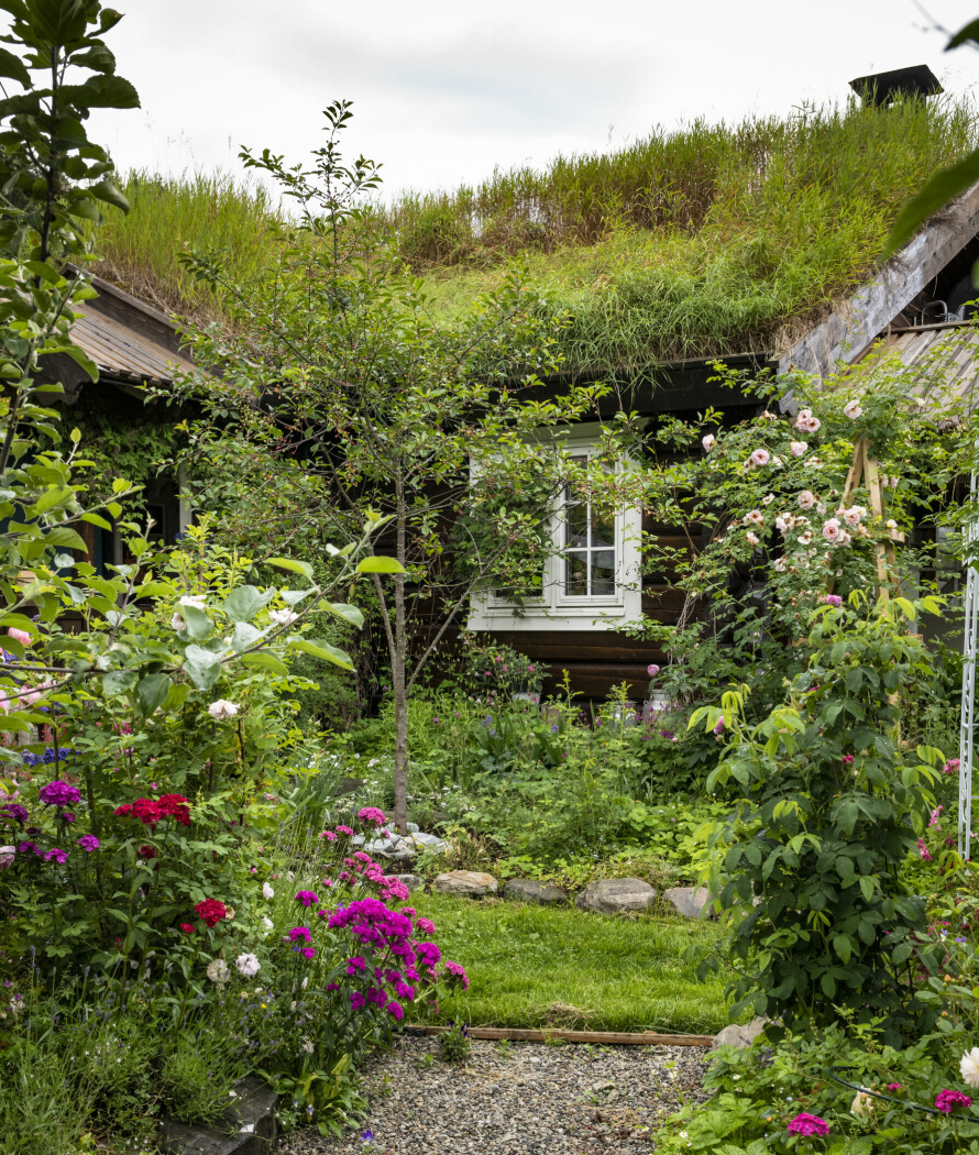 COTTAGE-GARDEN: Blomsterbedende i Heidis hage er kantet med stein. Grusgangen kommer fra en liten sitteplass under syrinene. Torvtaket er hun veldig fornøyd med.