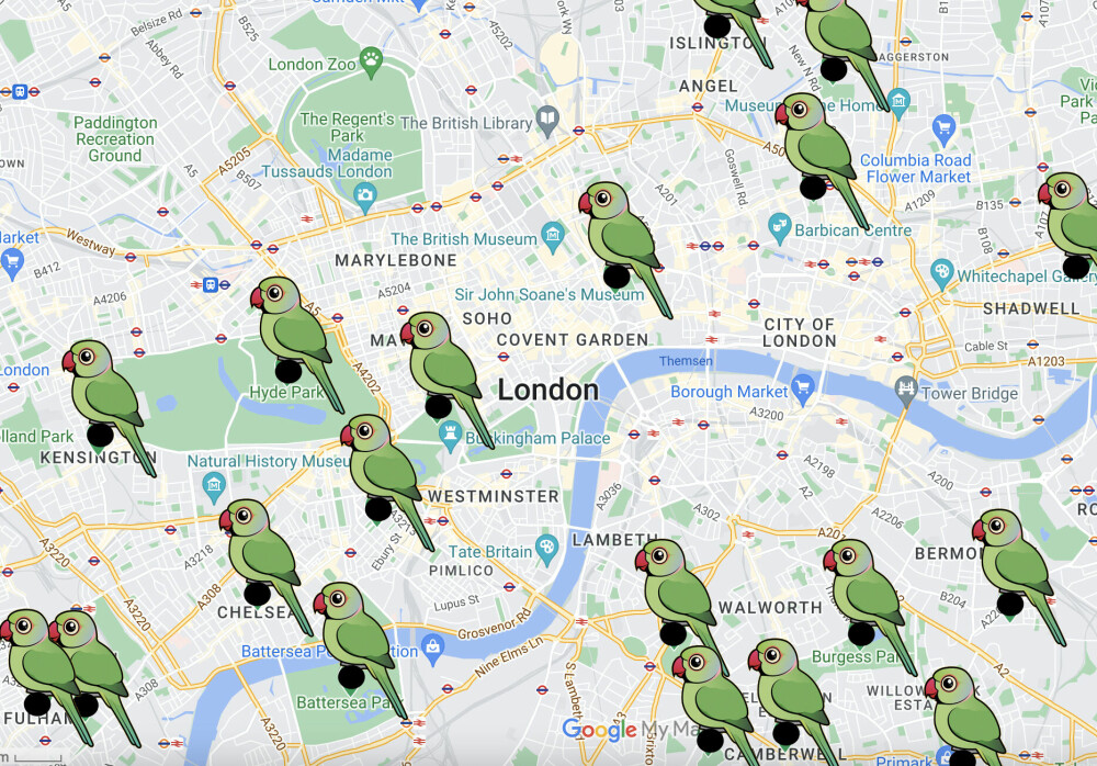 <b>PAPEGØYEKART:</b> Noen av stedene hvor folk har observert papegøyer i London, ifølge Google Maps.