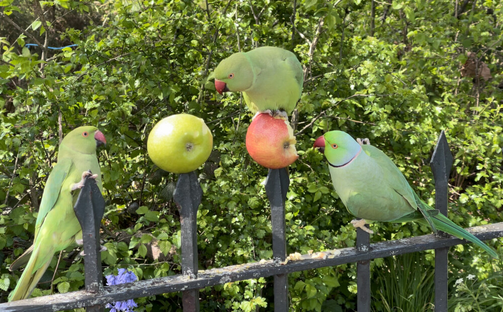 <b>LOKKEMAT:</b> Det tok ikke mer enn syv sekunder fra vi satte eplene på et gjerde til parakittene kom for å spise.