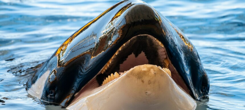 Forskere tror spekkhoggere lærer hverandre å senke båter. Hvorfor?