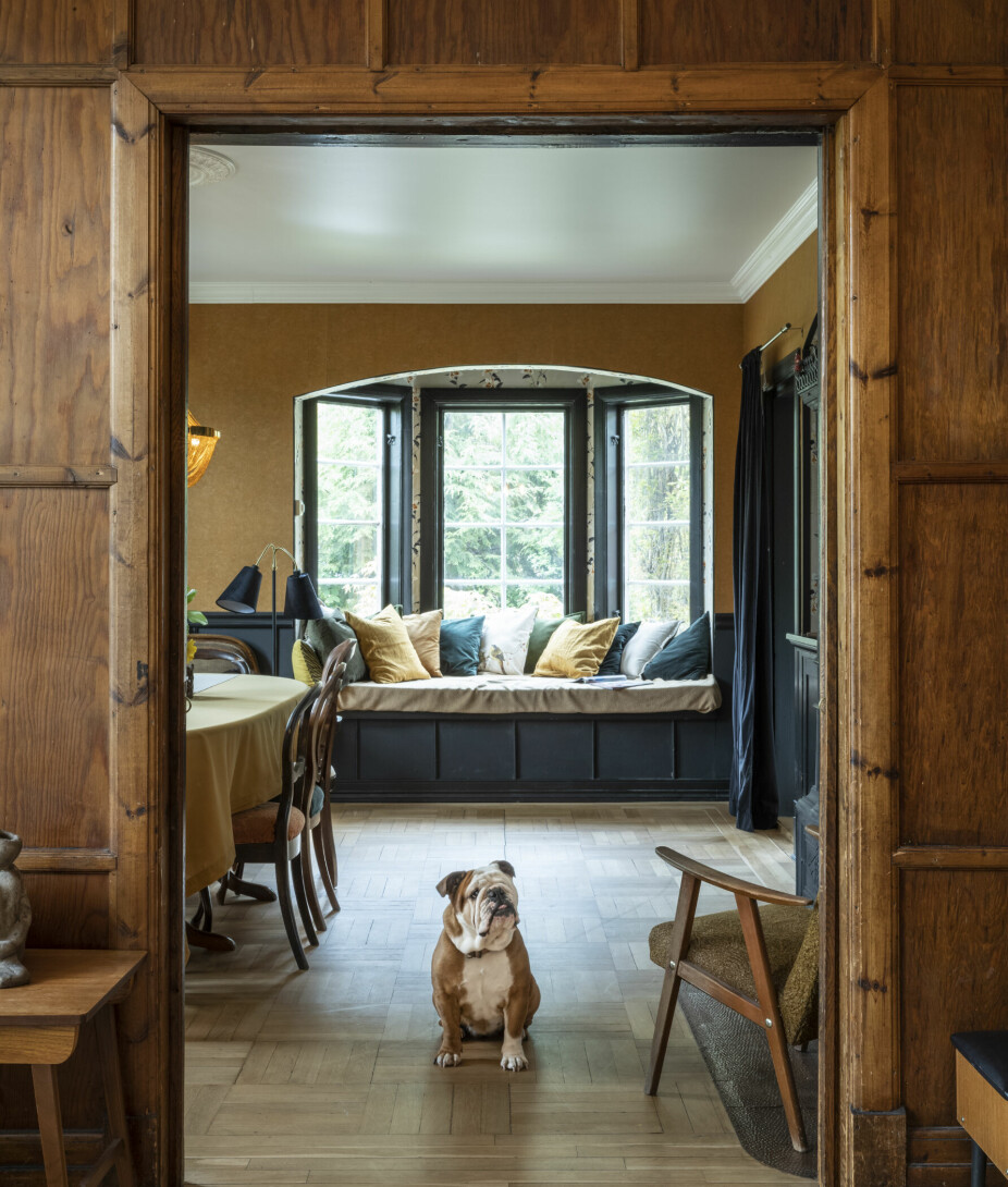 SPISESTUE: De har klart å få plass til 22 personer til bords i spisestua. Hunden Chain, en engelsk bulldog, stiller opp for fotografen på eikegulvet, som er slipt og malt tre ganger med klarlakk.