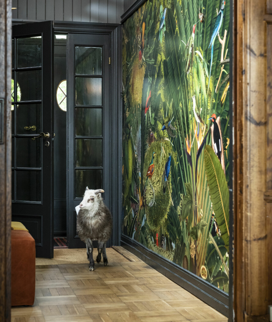 GANG ETTER: Villsauen sover i kjelleren, men får være med eierne i de fine stuene. Å se Netflix er en favorittsyssel. Det eksotiske tapetet er utgangspunktet for alle fargene inne i huset, fra photowall.no.