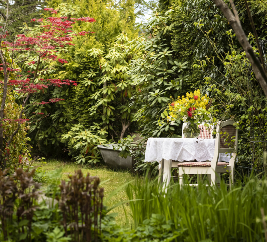 HAGE: En snill nabo hadde hørt at de gjorde i stand hagen rundt Wergelandshuset og har kommet med avleggere tre–fire ganger.