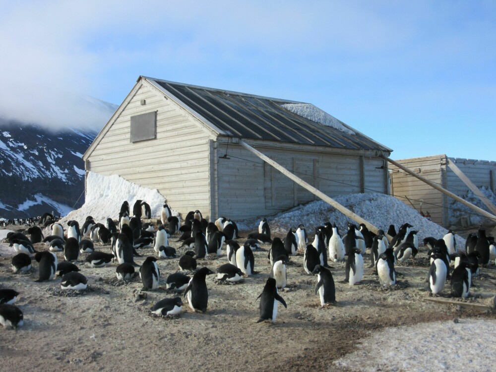 <b>FRA STRØMMEN:</b> Carsten E. Borchgrevinks hytte på Kapp Adare var det første bygget som ble reist i Antarktis. 