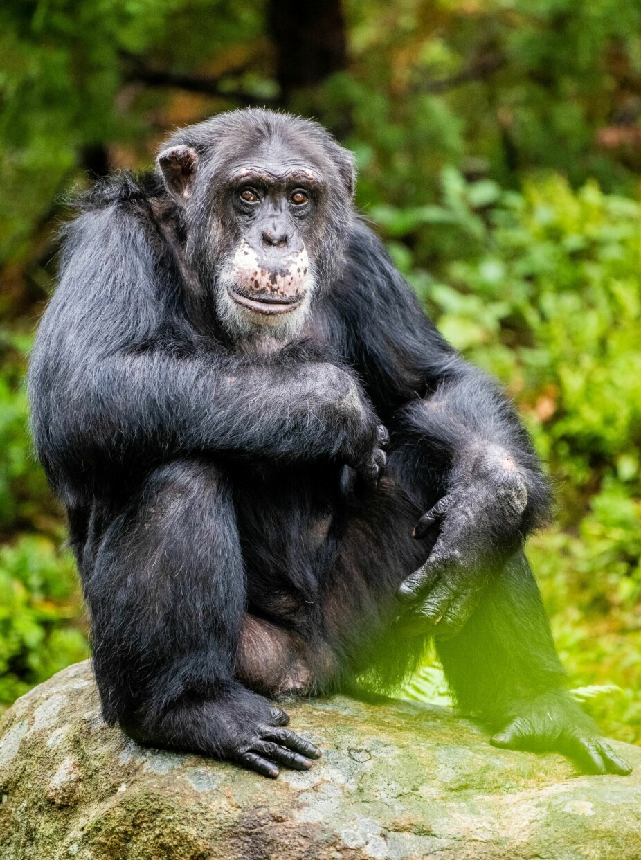 <b>KJENT JULIUS:</b> Sjimpansen Julius er et av de mest kjente dyrene i Norge gjennom tidene. Her er han som godt voksen mann og leder av flokken.