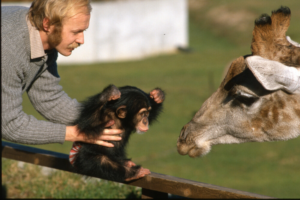 <b>LITEN OG TØFF:</b> Dyreparkdirektør Edvard Moseid lar lille Julius få nærkontakt med en sjiraff.