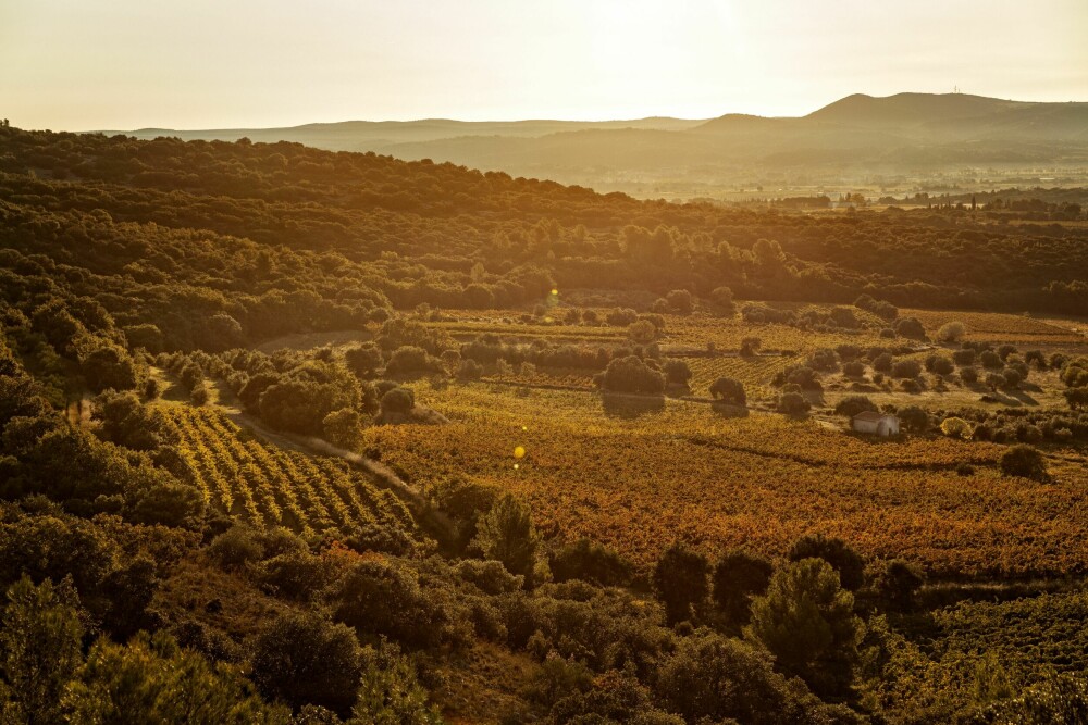 <b>VIN:</b> Languedoc-Roussillon er i dag blant de ledende i verden på naturviner, som er viner basert på økologisk jordbruk. 