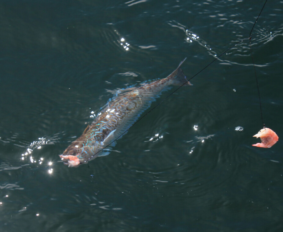 <b>VAKKER:</b> Fjesingen er en utrolig vakker fisk med det blå fargespillet sitt.