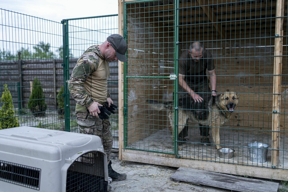 <b>ENDELIG FREMME:</b> En ny eier venter allerede på Rex i Kharkiv, fire timers grisekjøring fra hundens gamle hjemby Adviivka. Men først skal Rex få roe seg ned i kennelen som Nor Dog Rescue er med på å bygge opp i den Ukrainske byen.