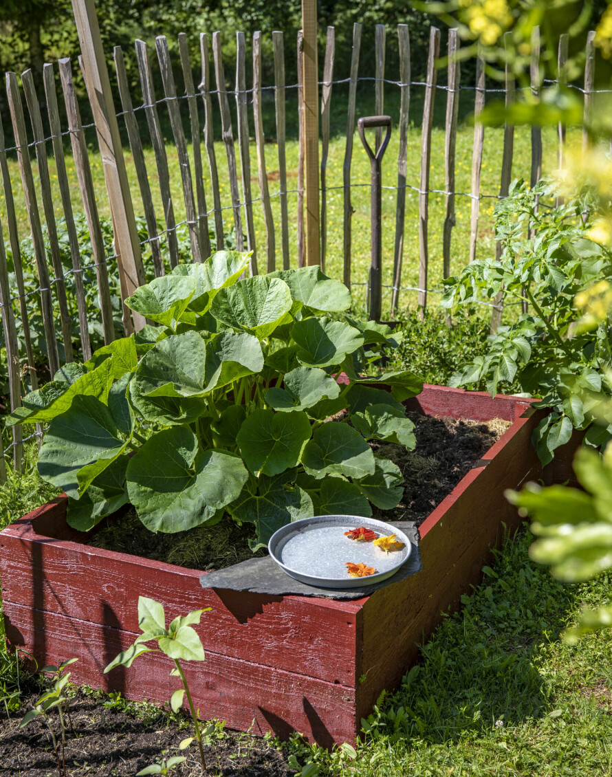 GRØNNSAKSHAGE: Paret har rammet inn grønnsakshagen med et naturgjerde for å prøve å holde rådyrene unna. I kassene har Elin ulike sorter løk, salat, sukkererter, sommerblomster og mangold, blant annet.