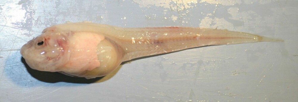 <b>PSEUDOLIPARIS SWIREI:</b> Forskerteamet oppdaget i 2014 en ny art sneglefisk på 8000 meters dyp. – Marianer-sneglefisken er en hardfør sort, sier marinbiolog Mackenzie Gerringer til Vi Menn. 