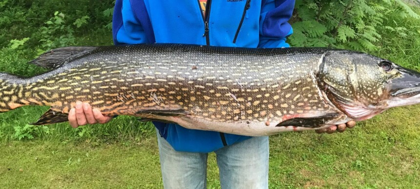 Har du fått en sværing på kroken i sommer? Slik registrerer du norgesrekord